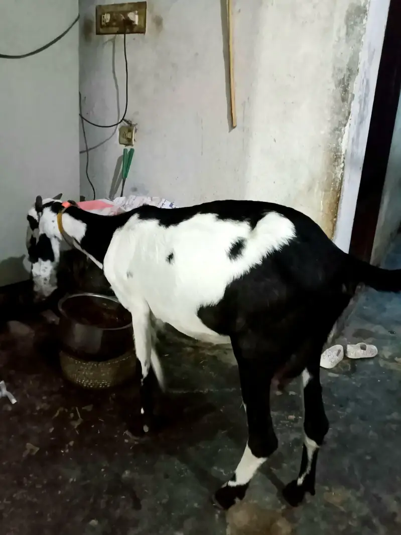 mix betal bakri — photo 4