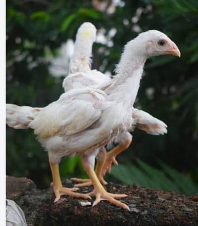 white shamo pair