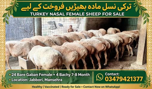 Turky Nasal Ki 24 Gaban or 5 Choti female available