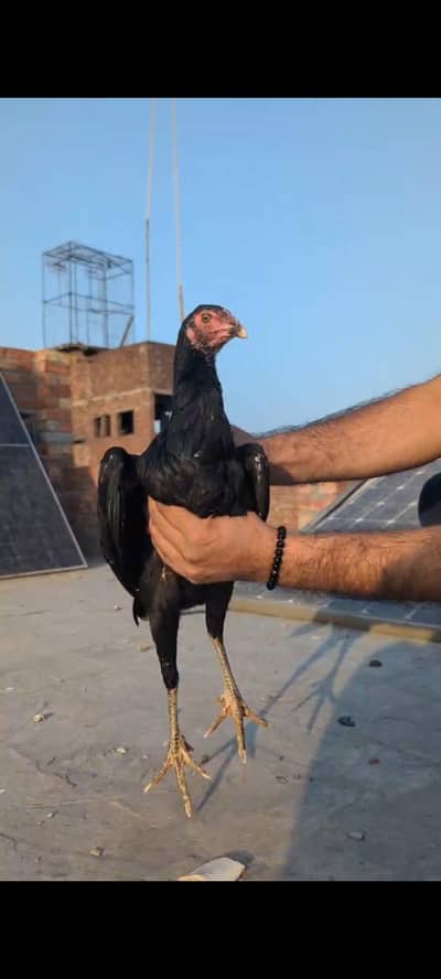 pokoye breed maddi full active