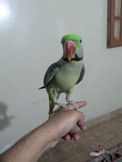 Pahari raw parrot talking parrot hand