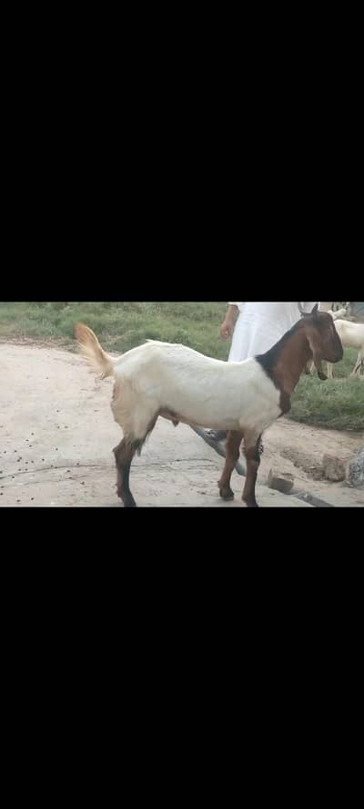 Bakri , bakra jora