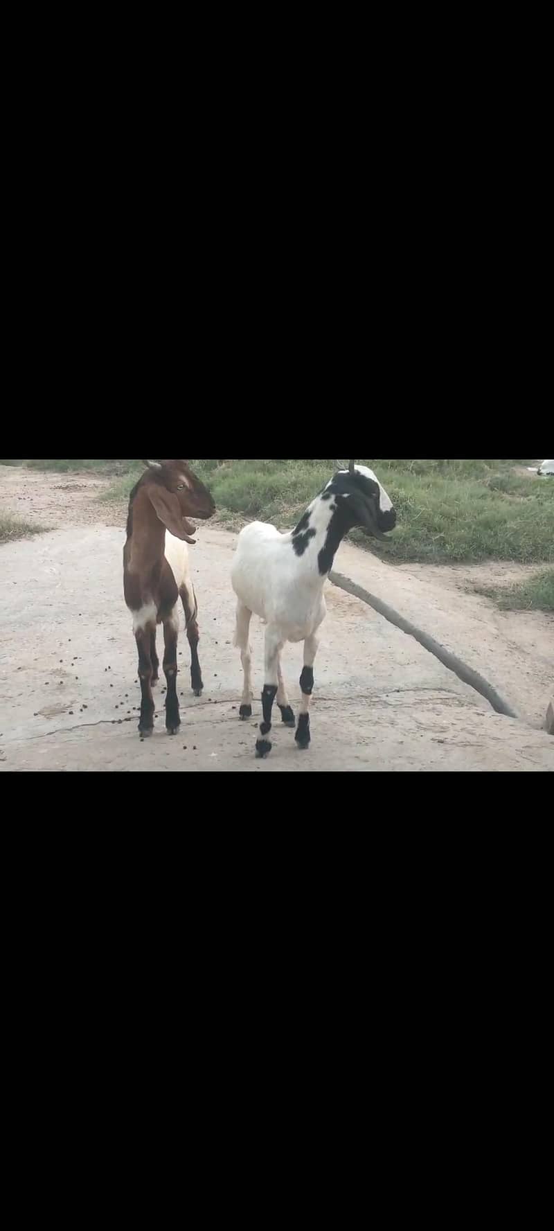 Bakri , bakra jora 1