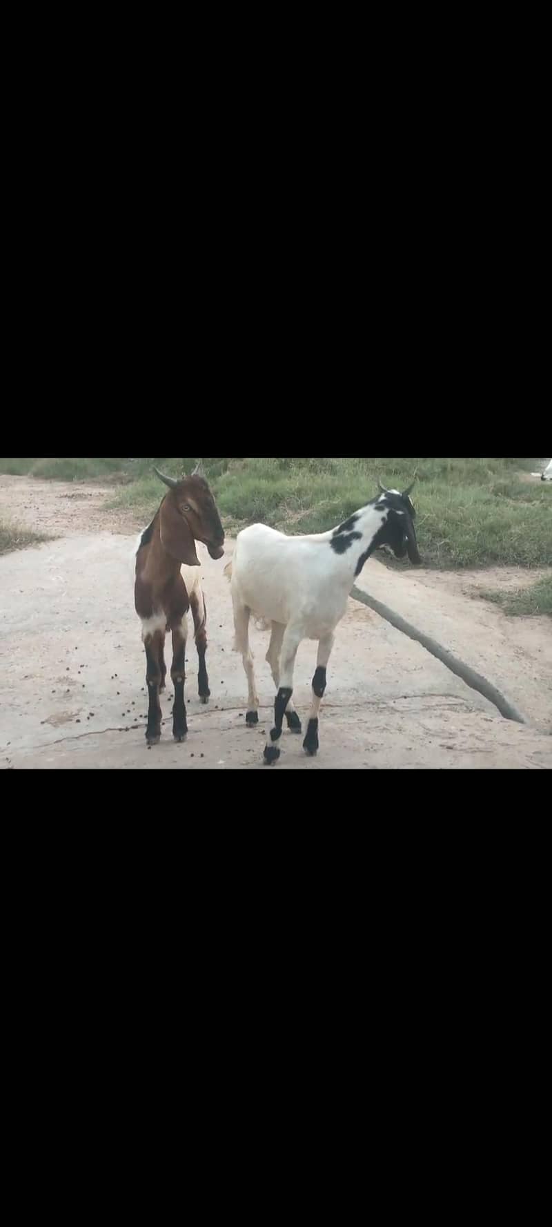 Bakri , bakra jora 2