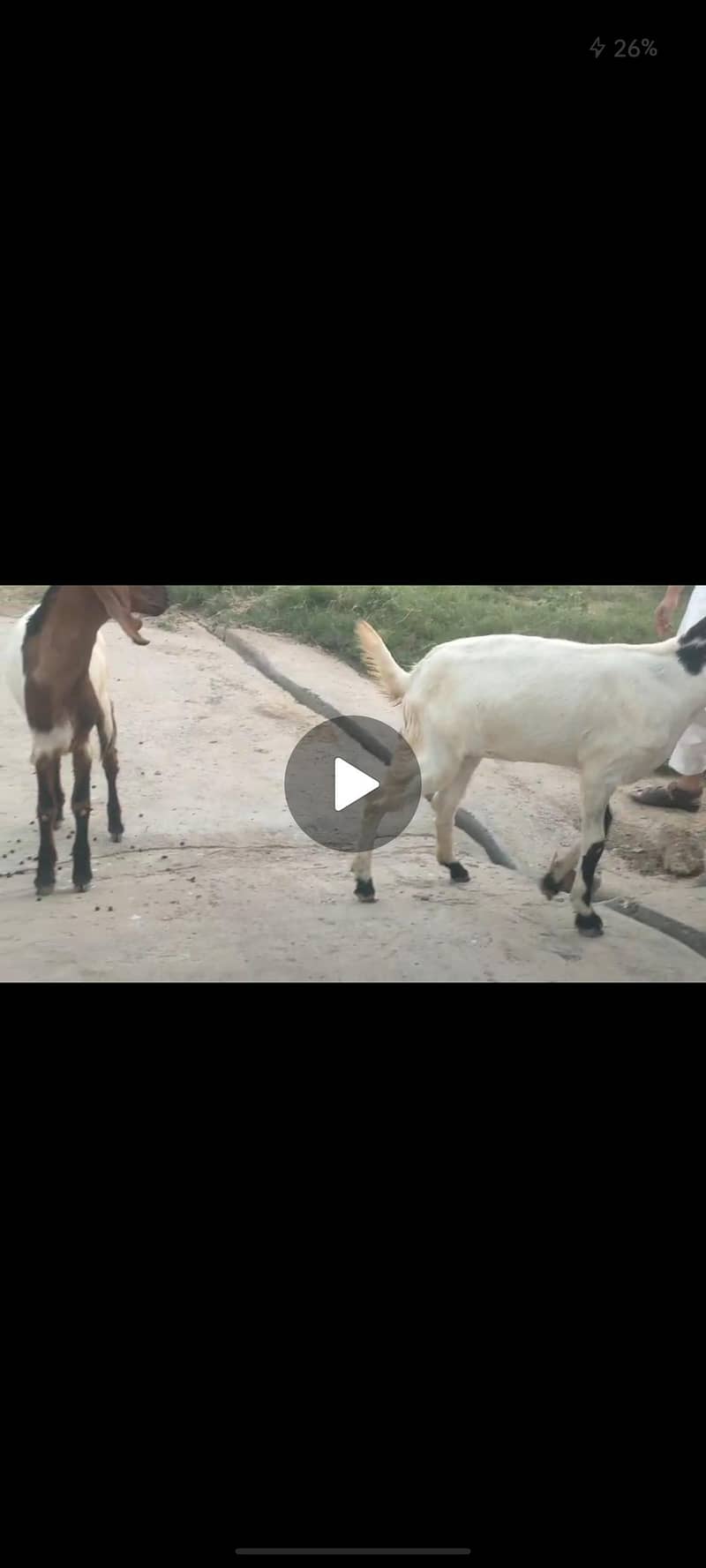 Bakri , bakra jora 3