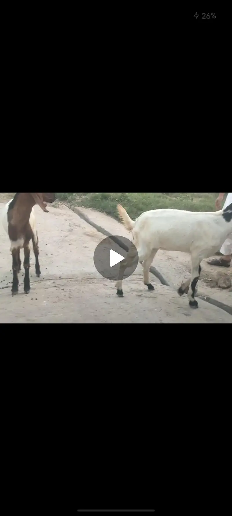 Bakri , bakra jora — photo 4