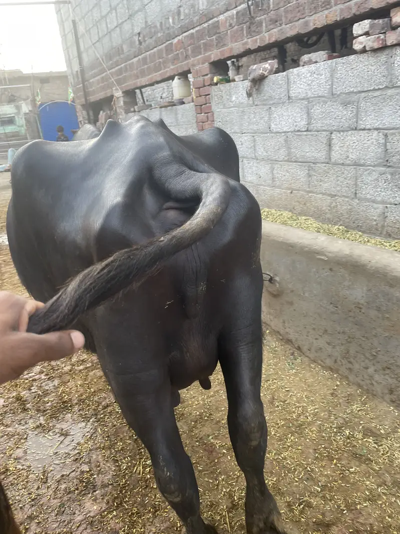 تازہ سوئی ہوئی بھینس برائے فروخت ہے 03432737599 — photo 12