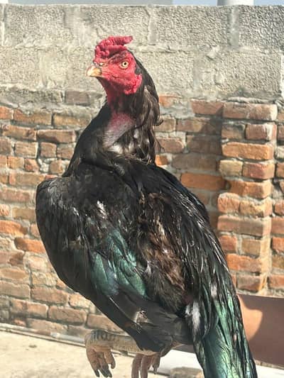 1 rooster and 2 hens for sale