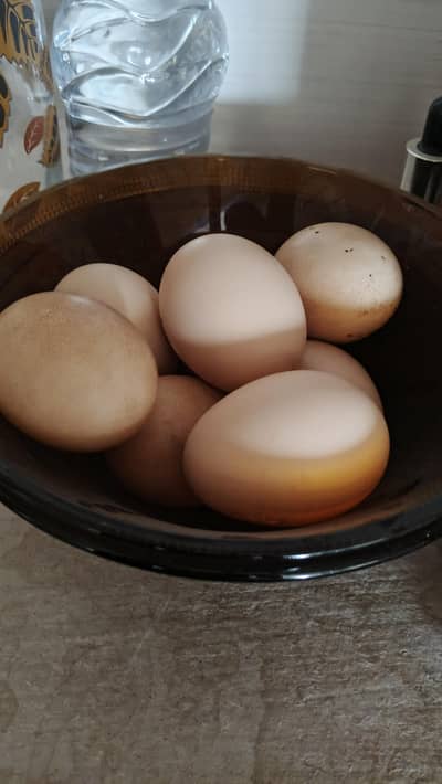 Aseel Eggs