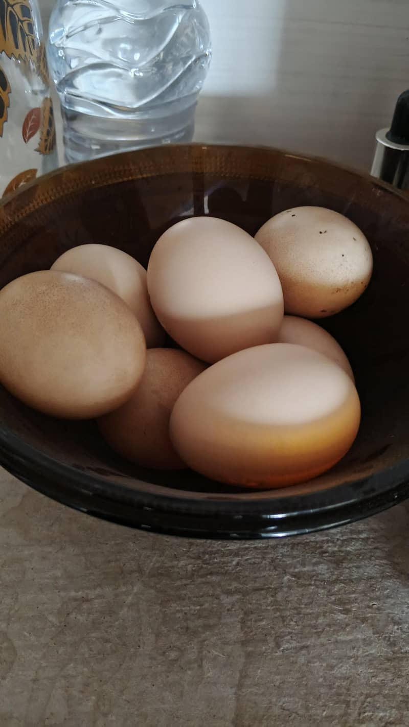Aseel Eggs 0