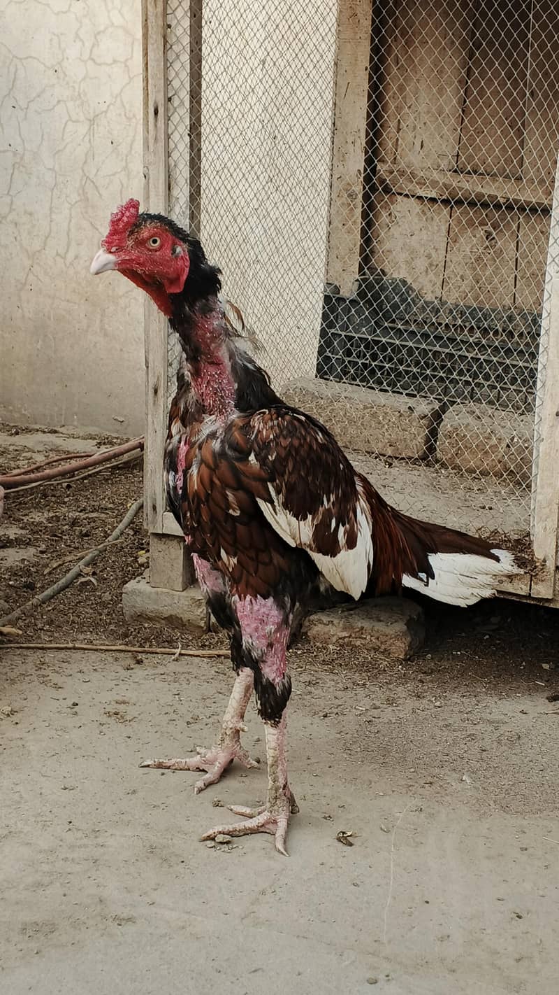 Aseel Eggs 2