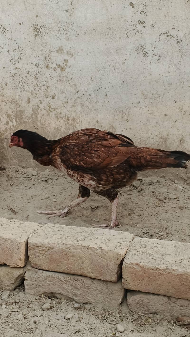 Aseel Eggs 4