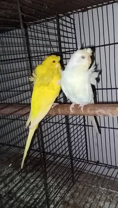Red eyes double flower hogromo breeder pair  for sale 03350763912