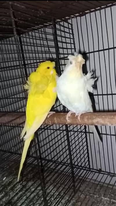 Red eyes double flower hogromo breeder pair  for sale 03350763912