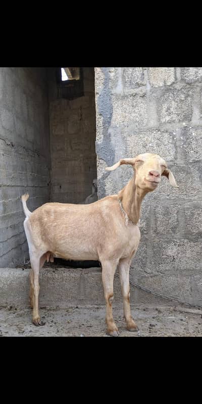 3 bakriyan for sale