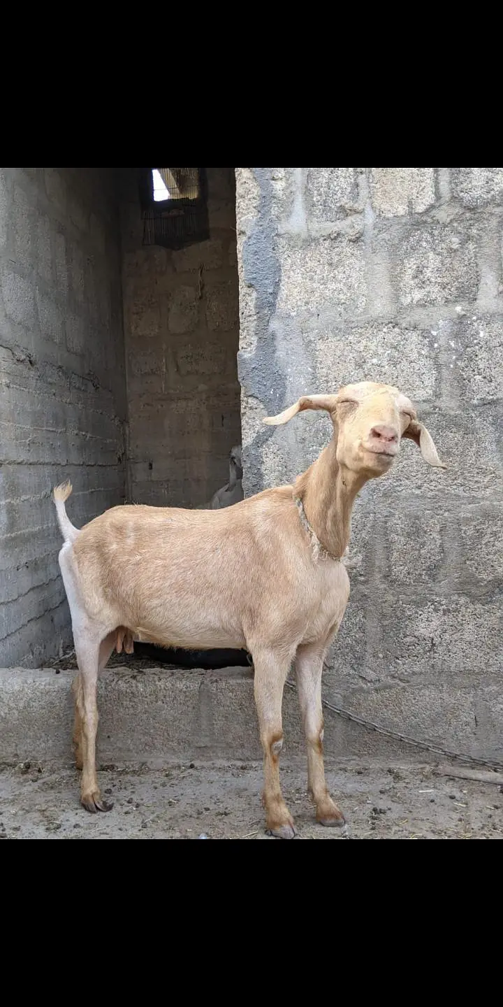 3 bakriyan for sale