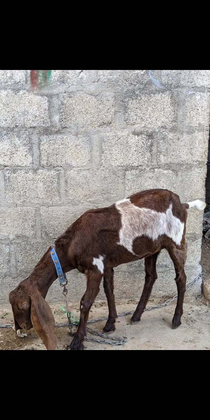 3 bakriyan for sale — photo 2