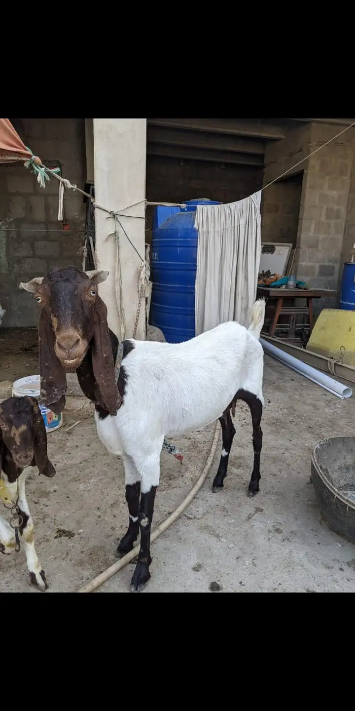 3 bakriyan for sale — photo 3