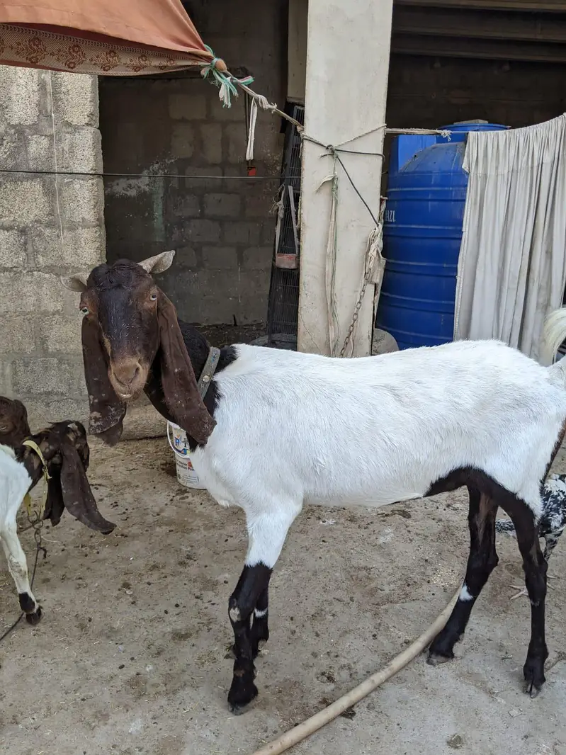 3 bakriyan for sale — photo 4