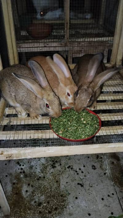 Rabbits Flemish Giant (Netherland Draft & Teddy Bear)0308-4618557