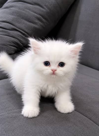Persian Male kitten