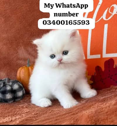 Persian cat 2month age for sale