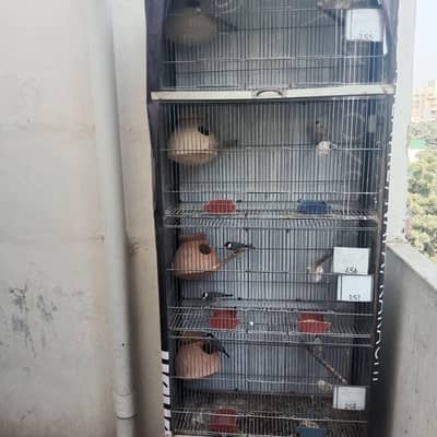 birds with cage