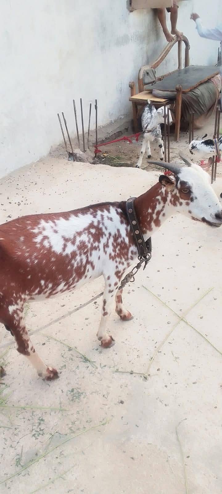 bakri 0