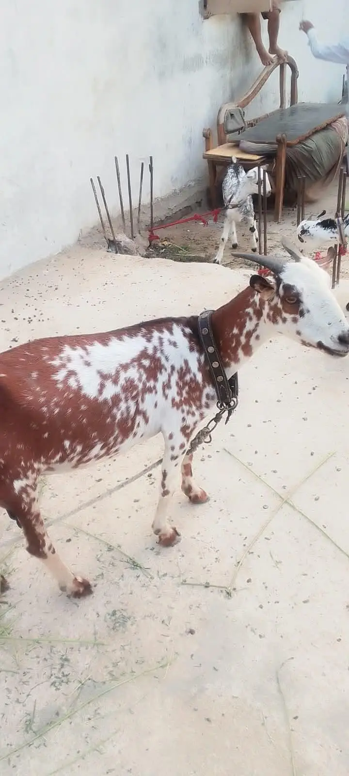 bakri