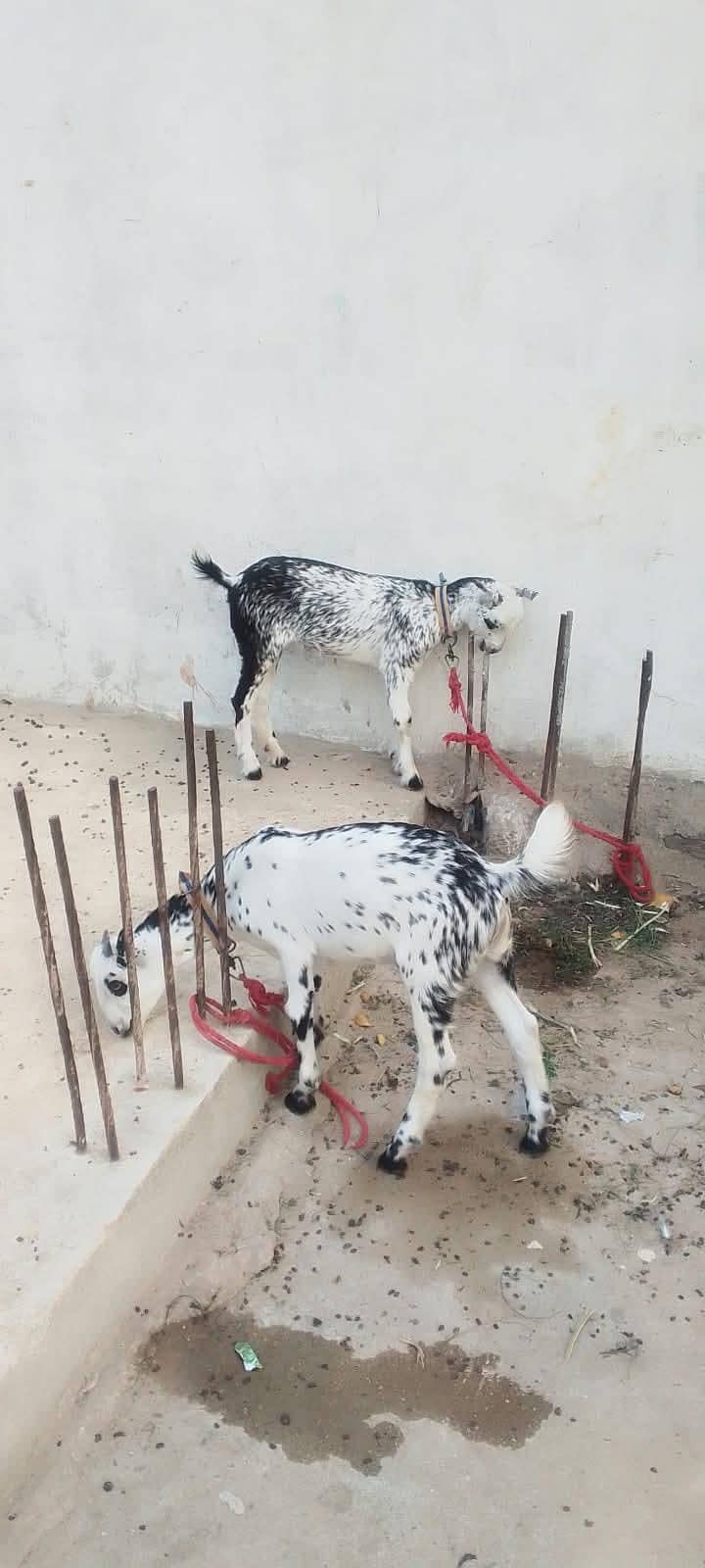 bakri 1