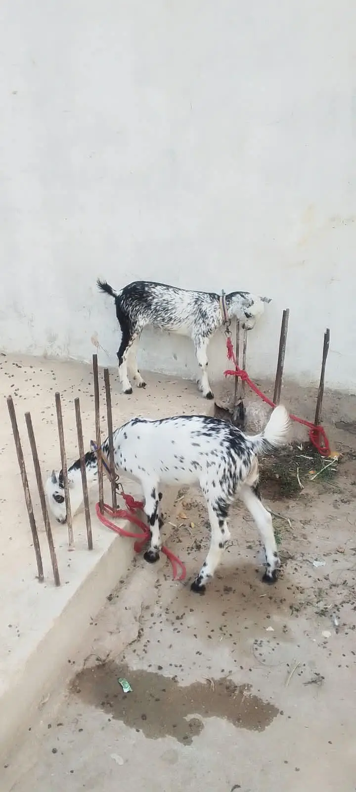 bakri — photo 2