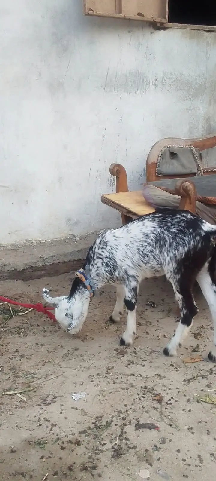bakri — photo 3