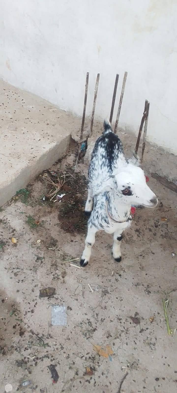 bakri 3