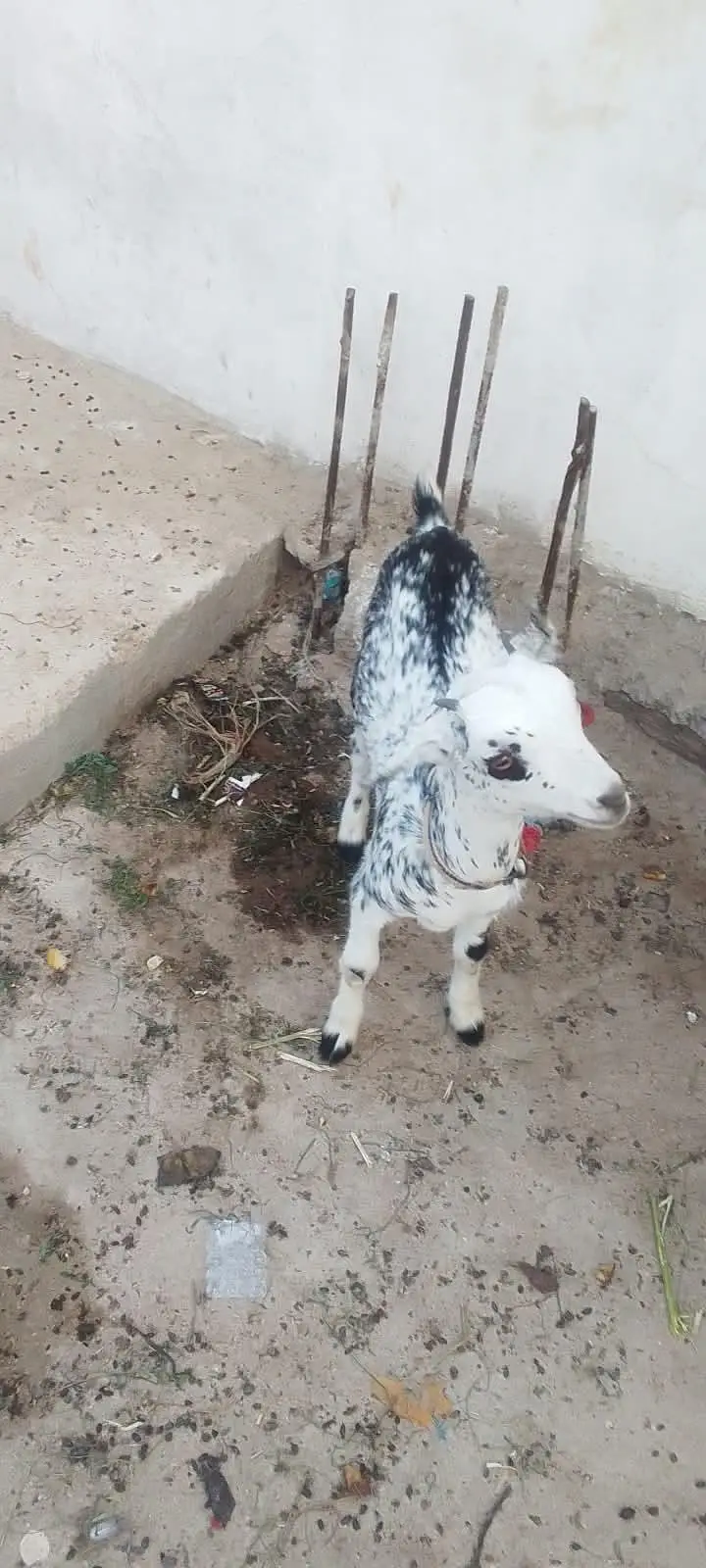 bakri — photo 4