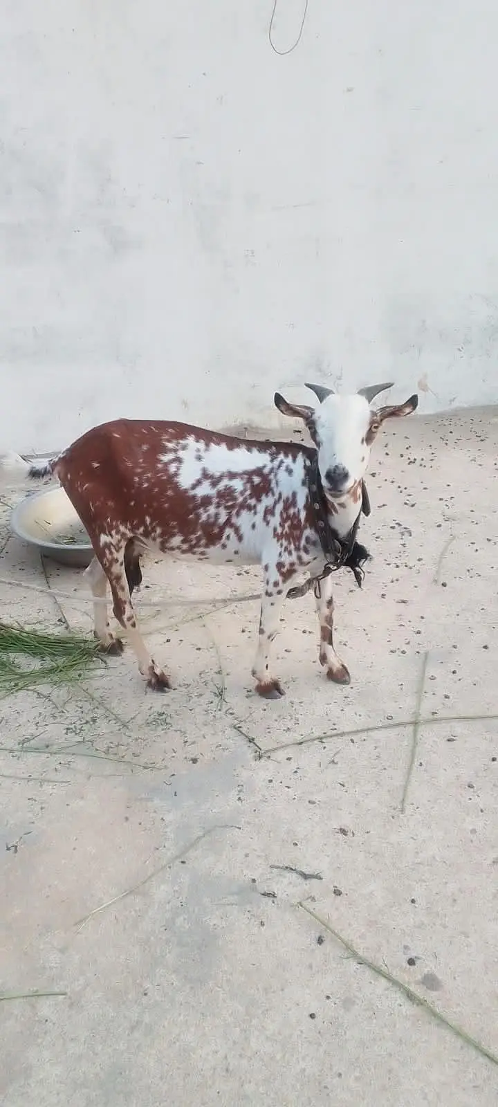 bakri — photo 5