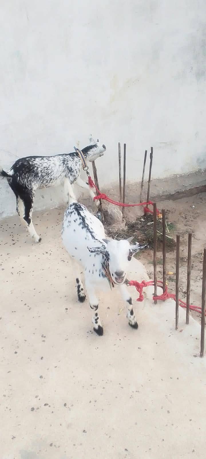 bakri 5