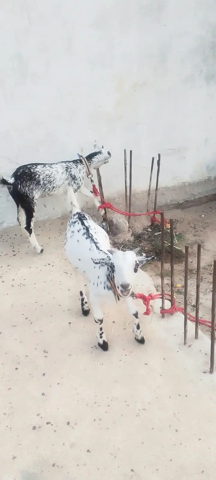 bakri — photo 6