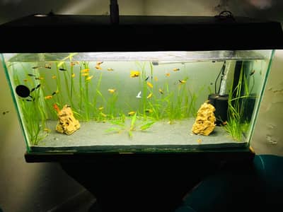 3-Foot Fully Planted Aquarium with 50+ Fish – Complete Setup