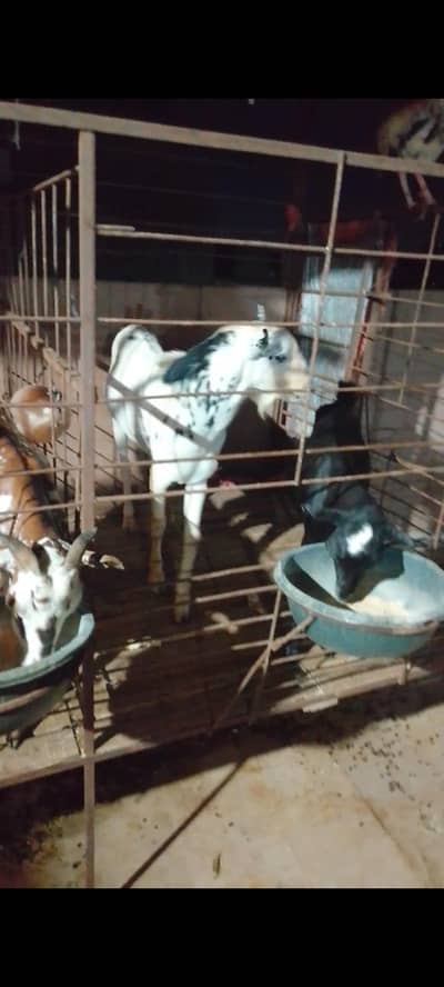 Taddy Bakra for sale