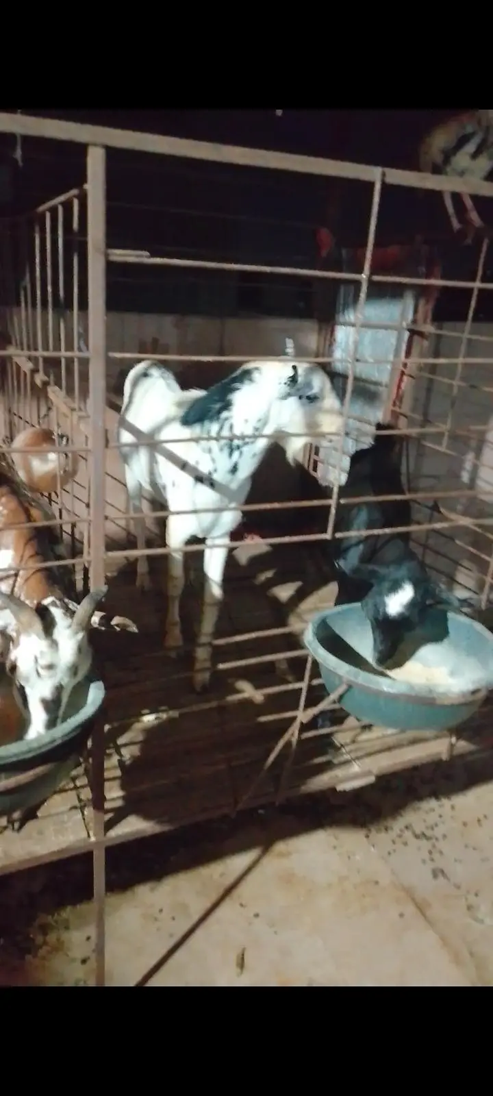 Taddy Bakra for sale