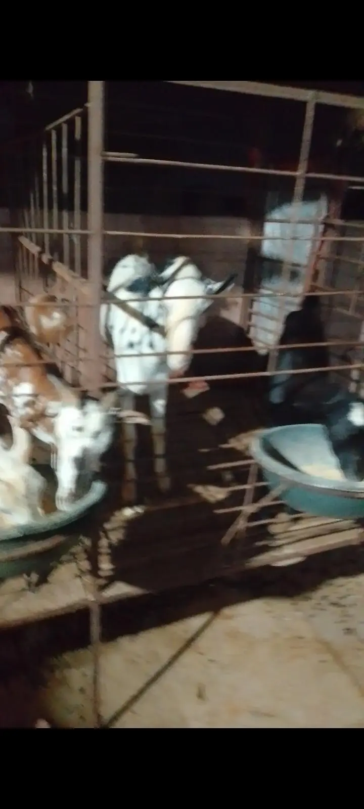Taddy Bakra for sale — photo 2