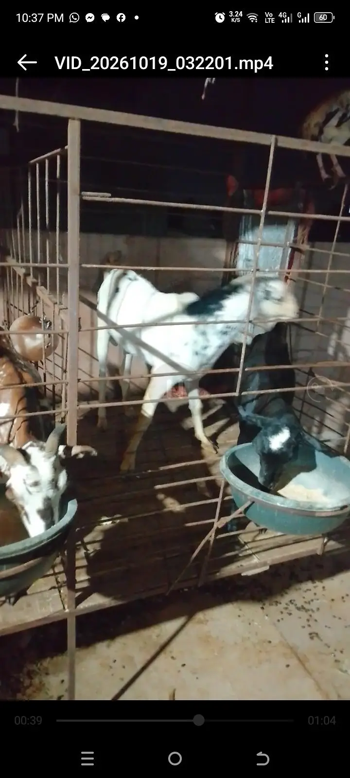 Taddy Bakra for sale — photo 3