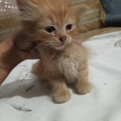 Persian cats