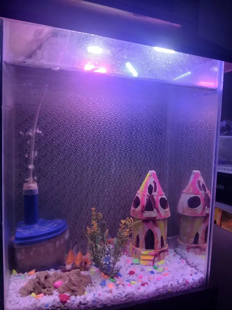 im selling my fish aquarium with 4 pairs of fish — photo 2