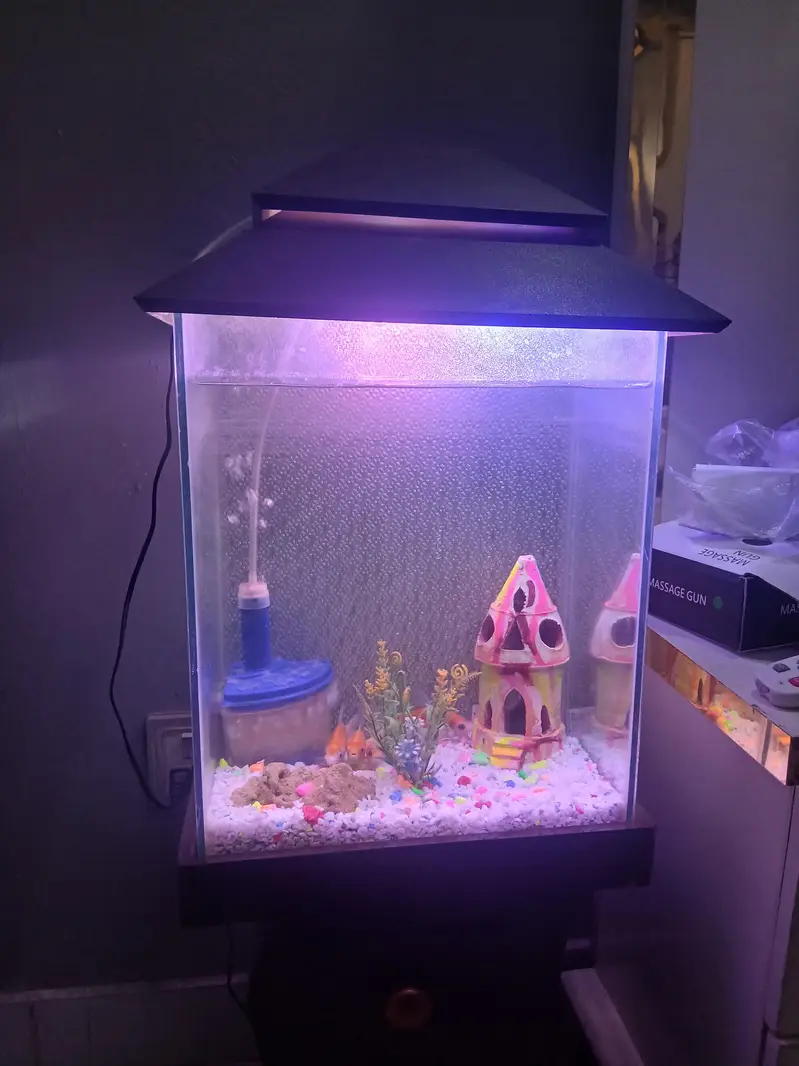 im selling my fish aquarium with 4 pairs of fish — photo 3