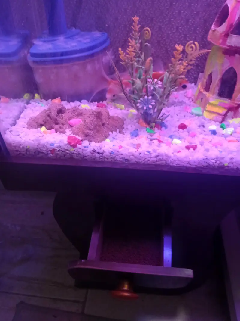 im selling my fish aquarium with 4 pairs of fish — photo 4