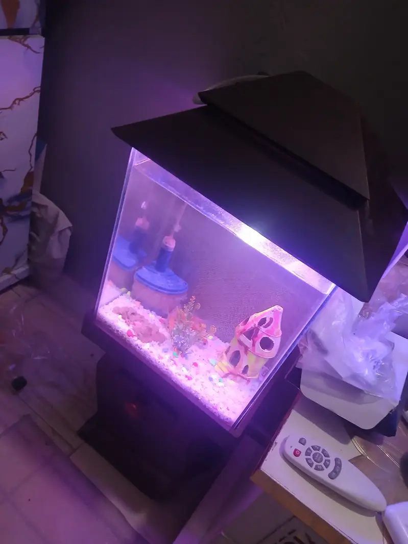 im selling my fish aquarium with 4 pairs of fish — photo 5