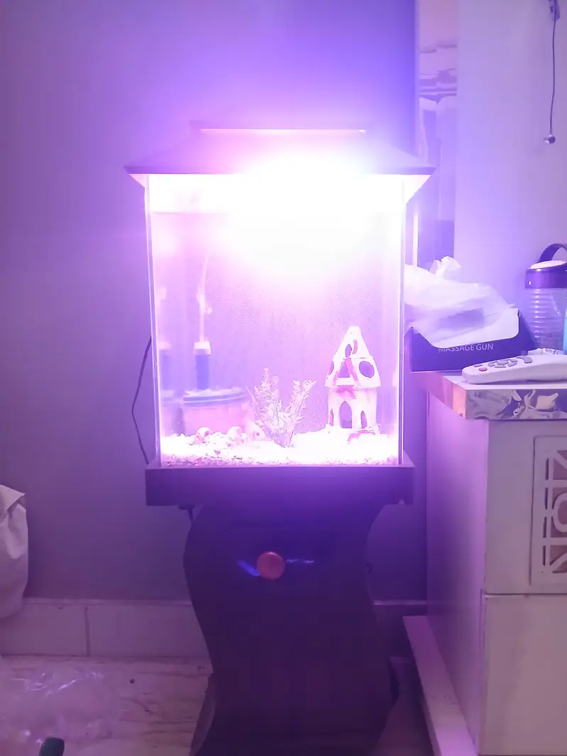 im selling my fish aquarium with 4 pairs of fish — photo 6