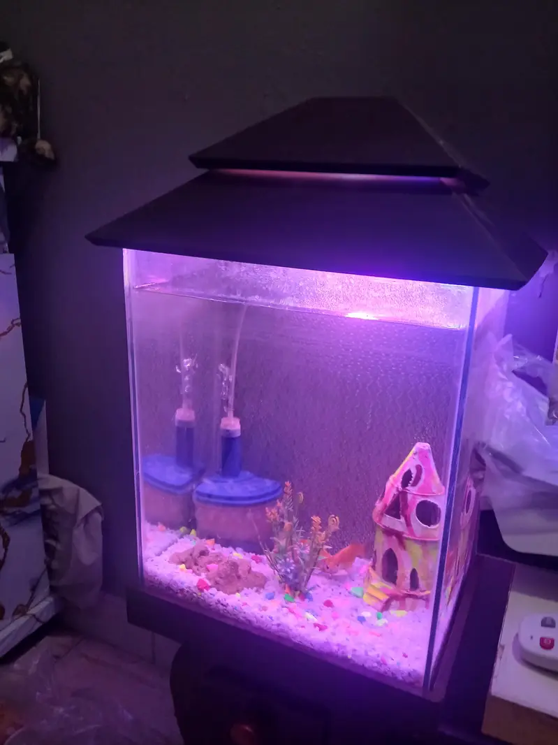 im selling my fish aquarium with 4 pairs of fish — photo 7