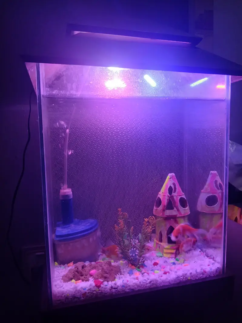 im selling my fish aquarium with 4 pairs of fish — photo 8